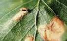 birch leaf miner