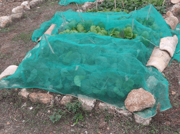 netting cabbages