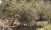 our olive tree