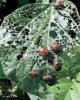 How we control Japanese Water Beetles without chemicals