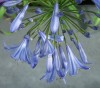 Agapanthus 2