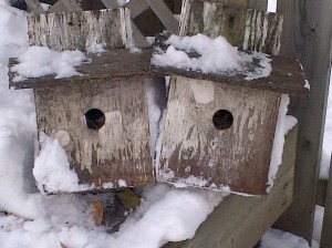 image - build a bird house