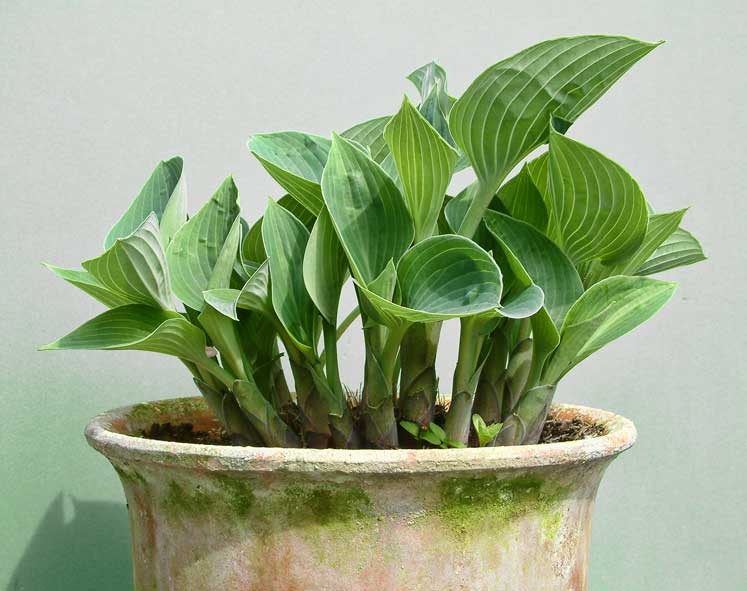 Potted Hosta