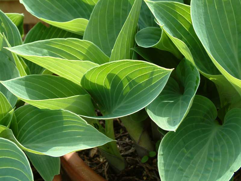 Hosta in the sun