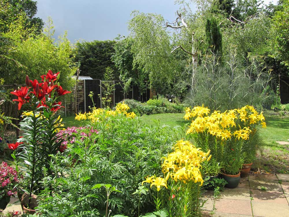 Asiatic lilies