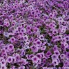 Petunia Easy Wave Plum Vein