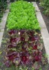 How To Start A Vegetable Garden