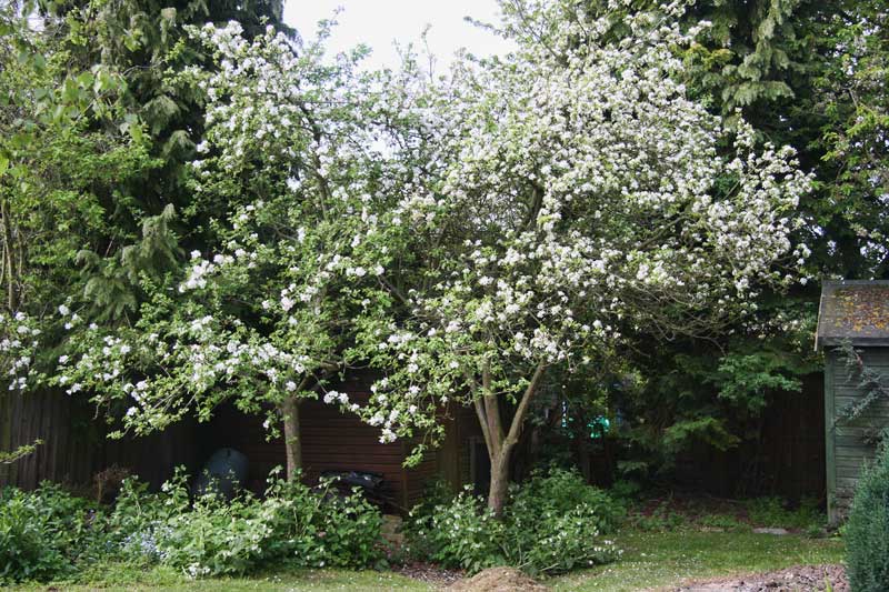 apple blossom