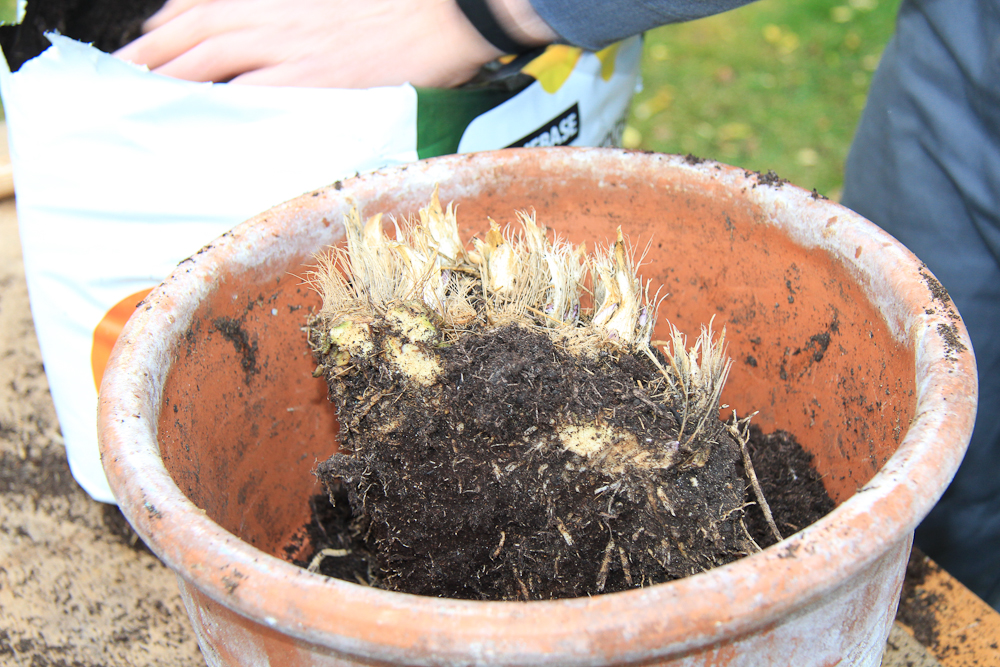 Repotting divided hosta