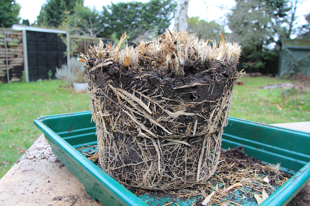 Hosta for dividing