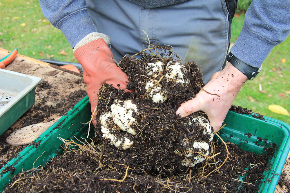 Dividing Asian lily bulbs