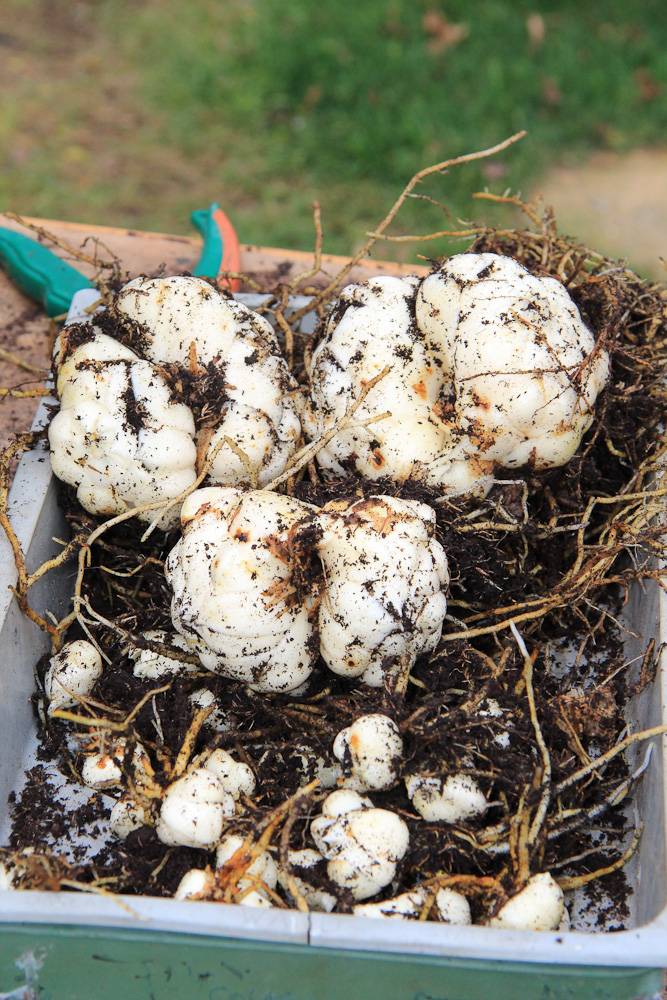 Magnificent Asiatic lily bulbs