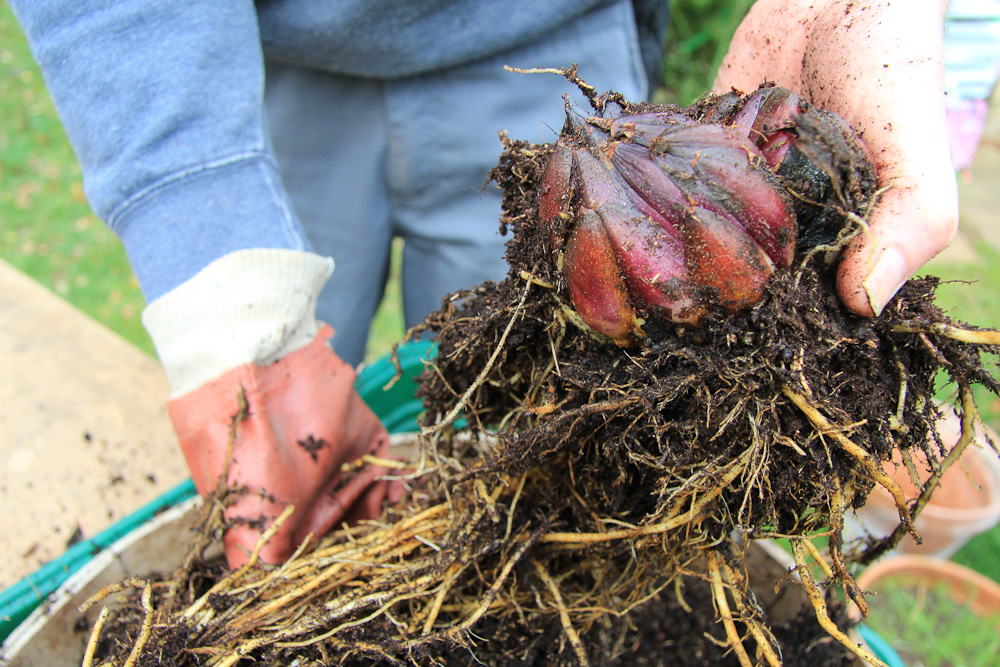 Oriental lily bulbs