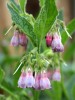 Comfrey