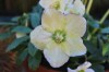 hellebore Christmas rose