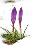 crocus