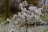 frost damaged plants