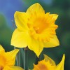 daffodill